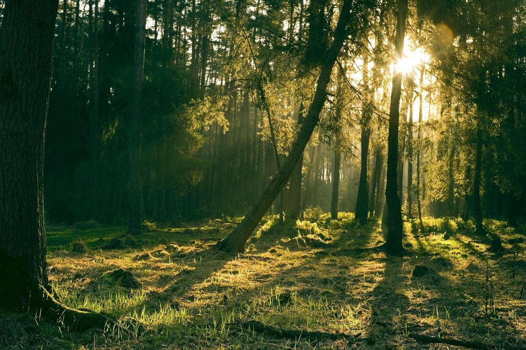 Erfahrungen forest, nature, trees, sun, landscape, light, grass, mystical, forest, forest, forest, forest, forest