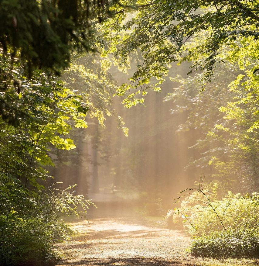 Über mich trees, forest, park, avenue, path, hike, sunlight, outdoors, nature, landscape, forest, forest, forest, forest, forest, park, park, nature, nature